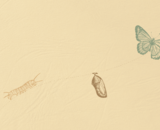 On the left a caterpillar, connected by a dotted line to a chrysalis at the center, then connected again by a dotted line to a butterfly on the right.